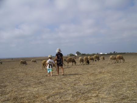 les moutons